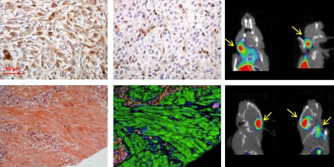 Composite panel showing several histology images with stained tissue samples in different colors and, on the right side, small-animal PET/SPECT scans with heatmap hotspots marked by yellow arrows