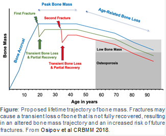 Line graph showing bone mass across the lifespan, illustrating peak bone mass in early adulthood, age related bone loss, and how fractures can cause transient bone loss with partial recovery, leading to lower bone mass and increased fracture risk later in life.