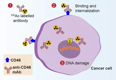 diagram showing a CD46-targeted radiolabeled antibody attaching to a cancer cell, becoming internalized, and causing DNA damage inside the nucleus