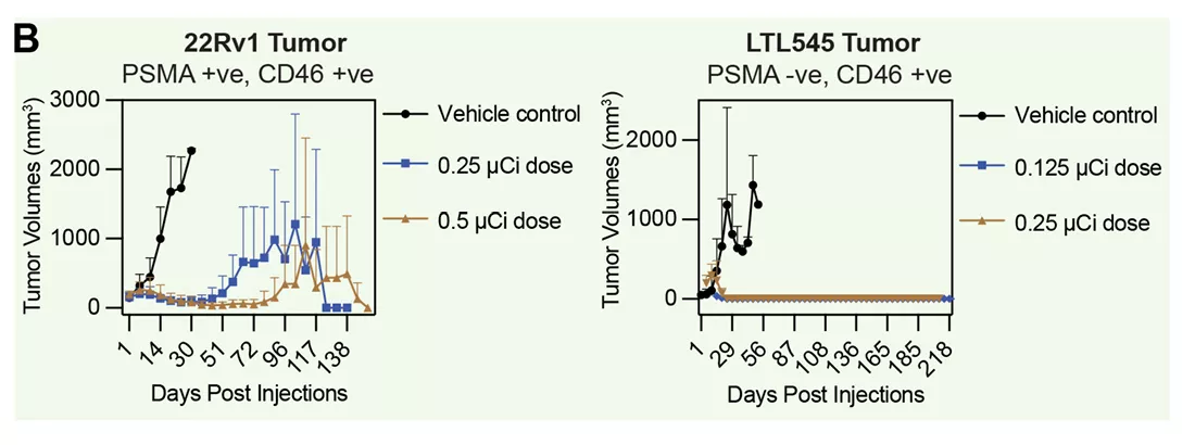 two line graphs comparing tumor volume over time in different prostate cancer models under various radiolabeled antibody dose treatments versus vehicle control