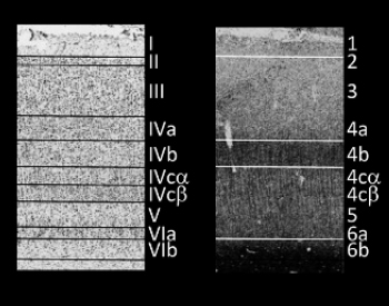 Two rectangles showing scan results of cytoarchitecture and myeloarchitecture